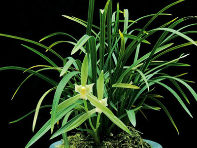 <h4>春兰</h4><p id='d584c2'>春兰（Cymbidium goeringii）以高洁、清雅、幽香而著称，叶姿优美，花香幽远。自古以来，春兰都被誉为美好事物的象征，已广泛在民间人格化了</p>