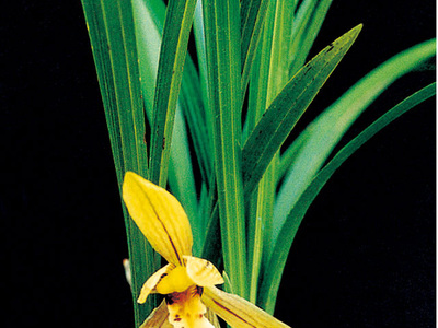 <h4>春兰</h4><p id='2aa0bf'>春兰（Cymbidium goeringii）以高洁、清雅、幽香而著称，叶姿优美，花香幽远。自古以来，春兰都被誉为美好事物的象征，已广泛在民间人格化了</p>