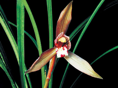 <h4>春兰</h4><p id='08e9be'>春兰（Cymbidium goeringii）以高洁、清雅、幽香而著称，叶姿优美，花香幽远。自古以来，春兰都被誉为美好事物的象征，已广泛在民间人格化了</p>