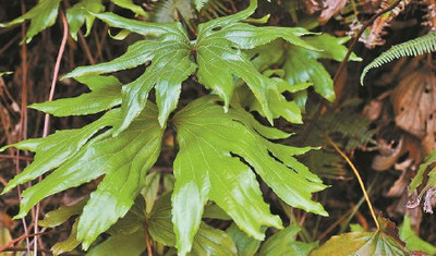 深圳晚报：第10种以深圳冠名植物新种发布 ，深圳双扇蕨在东部山地被发现