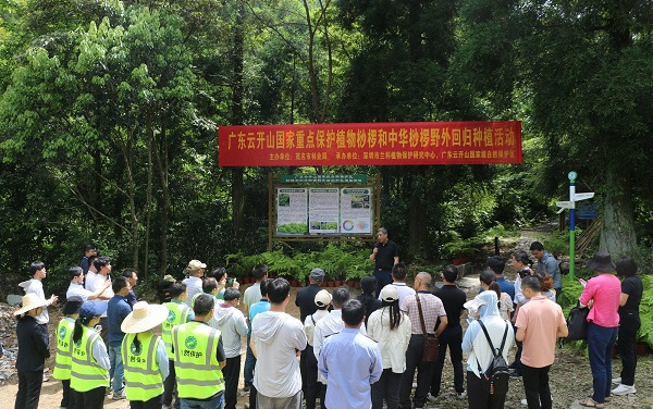 国家重点保护植物桫椤和中华桫椤回归自然